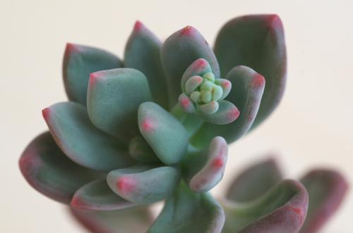 划划手机养养眼，让多肉美拍缓解你的疲劳，静下来明天再出发！