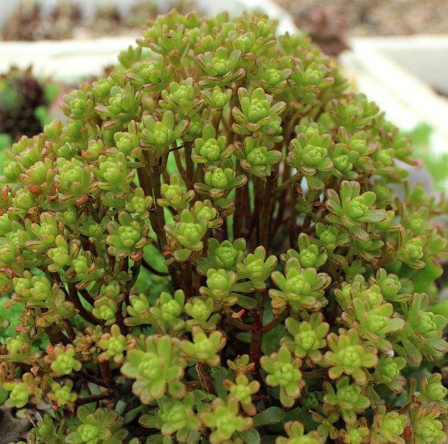 划划手机养养眼，让多肉美拍缓解你的疲劳，静下来明天再出发！