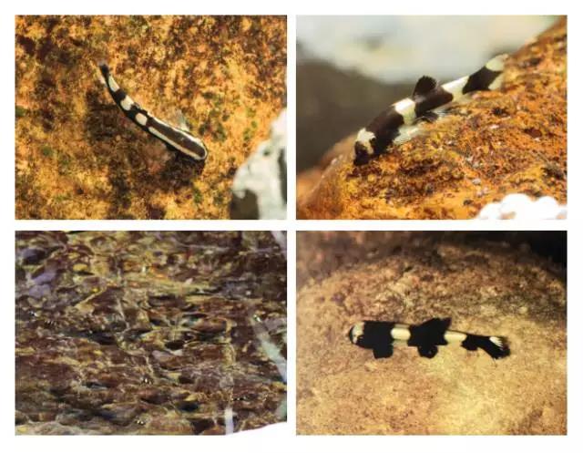 清洁鱼缸吸鳅和清道夫哪个好,如何养好吸鳅