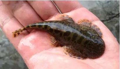 清洁鱼缸吸鳅和清道夫哪个好,如何养好吸鳅