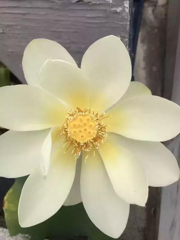 修行遇到违缘,修行中出现违缘障碍