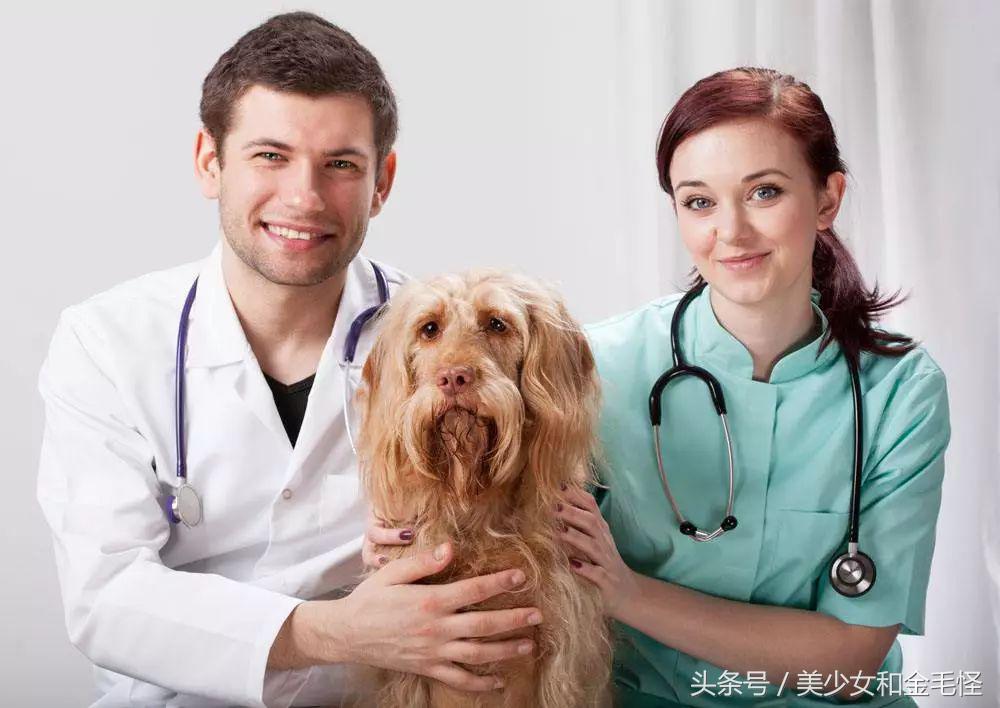 狗狗得莱姆病怎么治疗,人畜共患传染病怎样处理