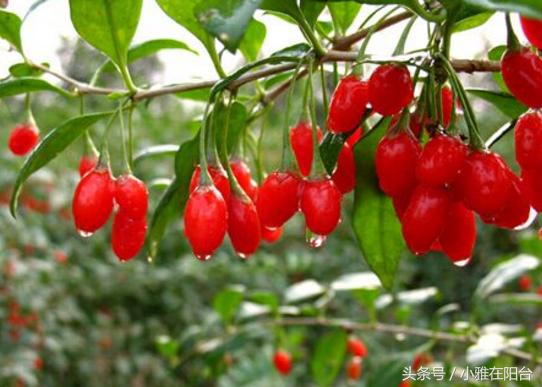 家里栽的枸杞能结果吗,家里栽枸杞树好不好啊