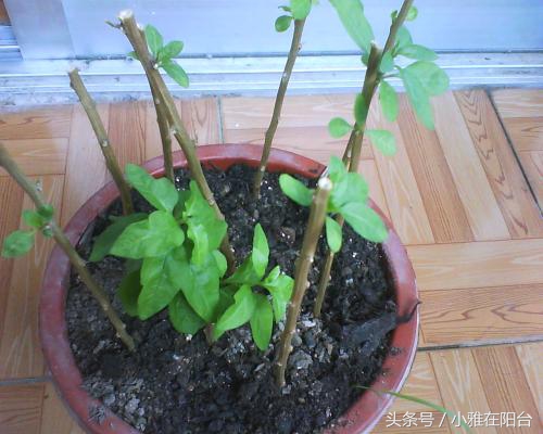 家里栽的枸杞能结果吗,家里栽枸杞树好不好啊