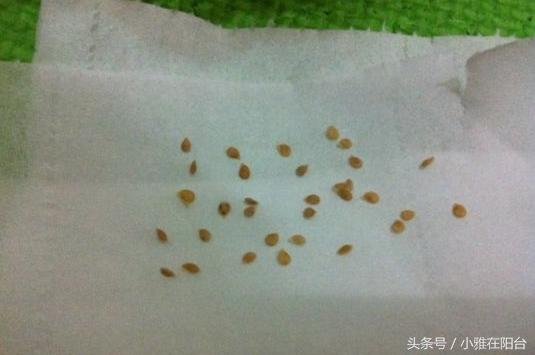 家里栽的枸杞能结果吗,家里栽枸杞树好不好啊