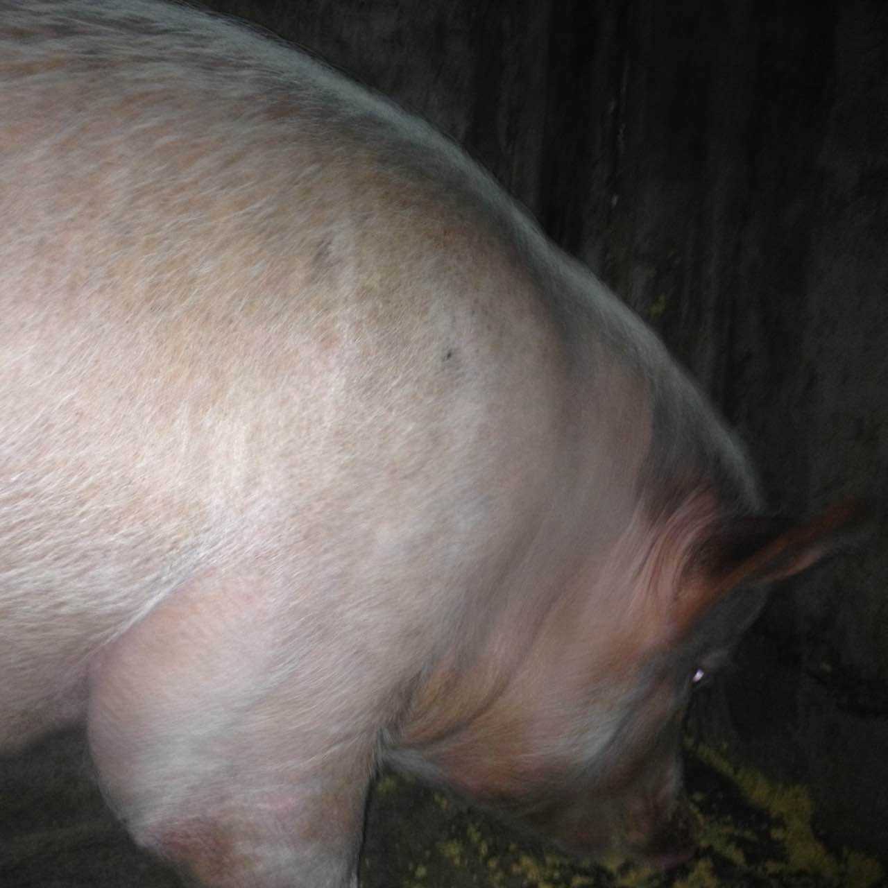 母猪体温低不吃食怎么办,母猪体温低不吃食治疗方法