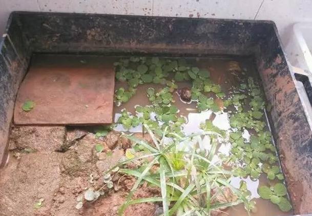 沼泽过滤和泥水养龟比较,泥水养龟怎样防水臭