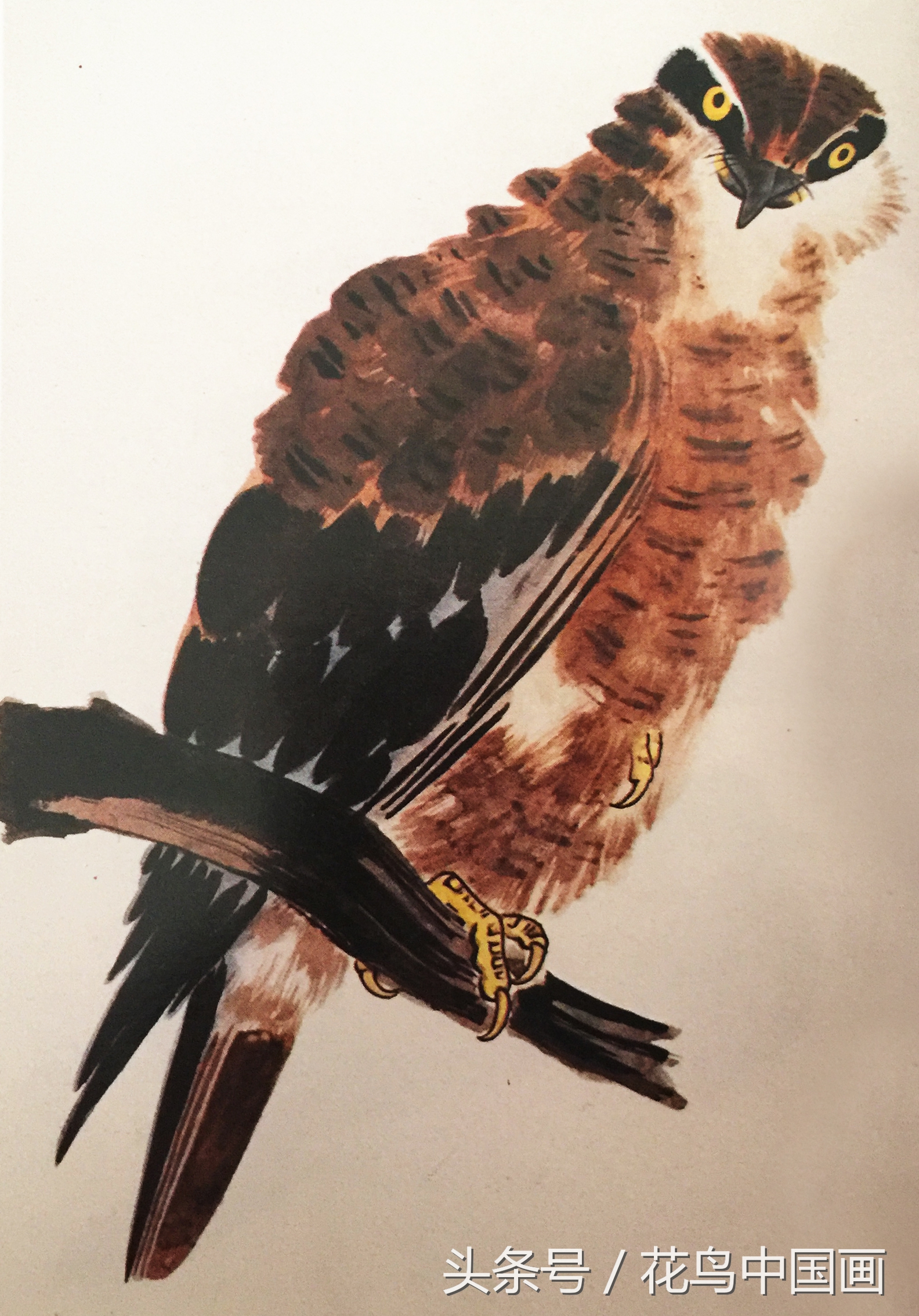 工笔国画白鸟的画法,写意花鸟羽毛技法