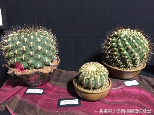 仙人掌常识视频,仙人掌的科普知识和养护小技巧