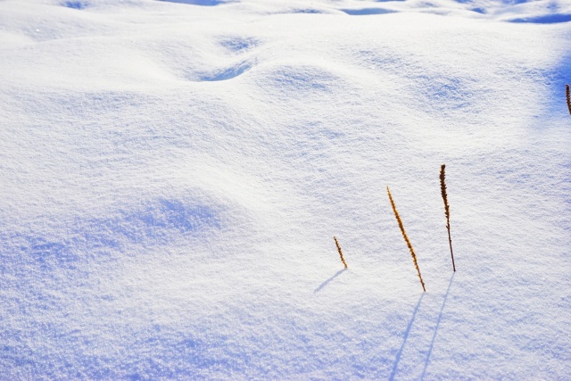 「新年目的地推荐一」金鸡之巅，边境梦雪，一路向北
