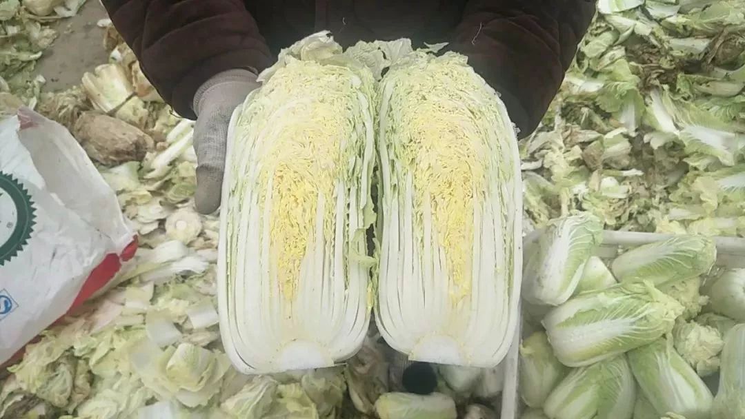 美菜在行动｜60万斤娃娃菜严重滞销，美菜奔赴焦作驰援！