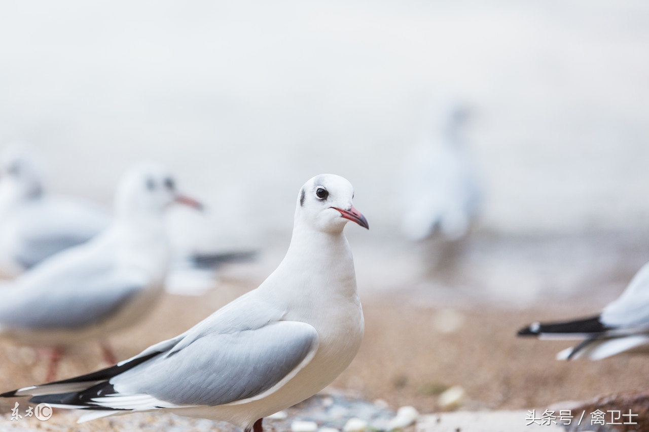鸽子部位精准剖析