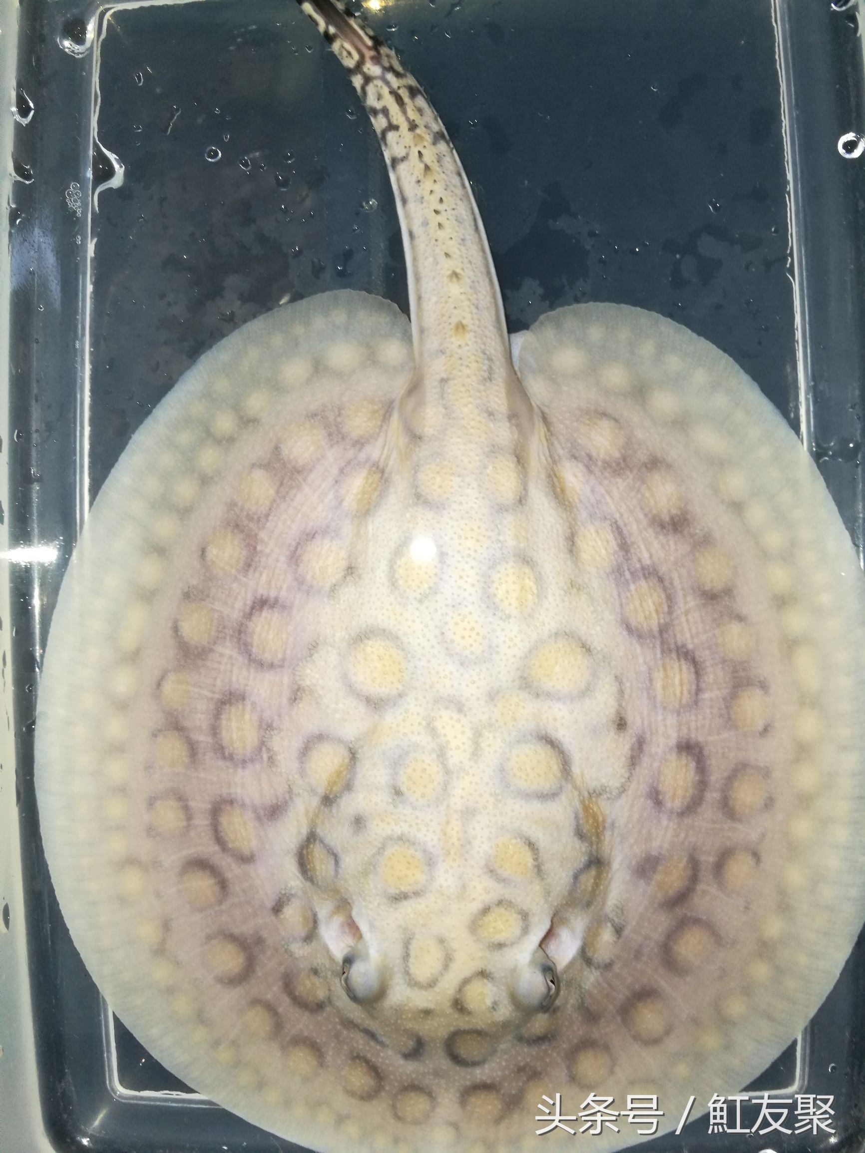 要怎样养好魟鱼,魟鱼最佳饲养方法