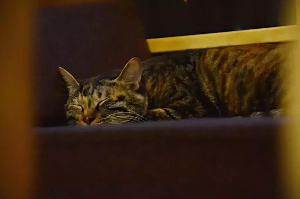 杭州可以撸猫的店,杭州撸猫地方推荐