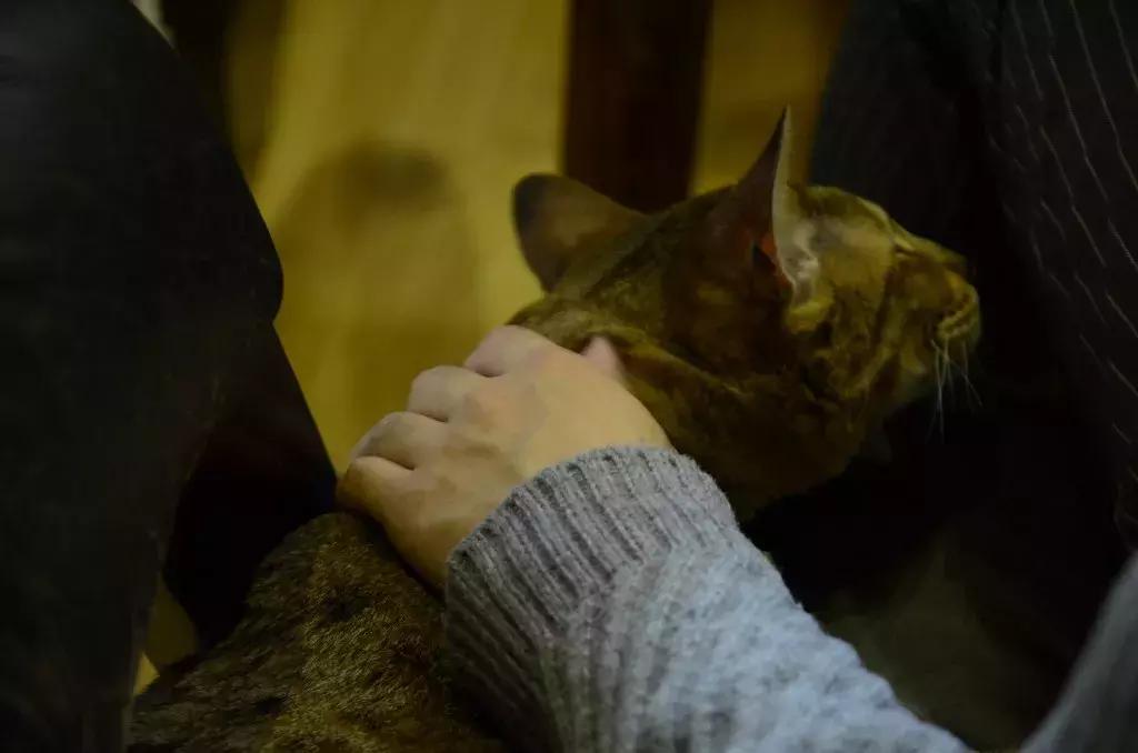 杭州可以撸猫的店,杭州撸猫地方推荐