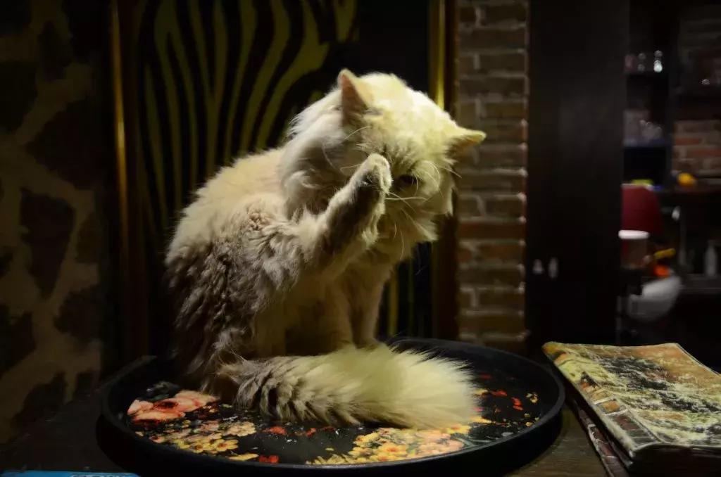 杭州可以撸猫的店,杭州撸猫地方推荐