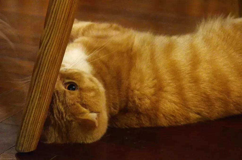 杭州可以撸猫的店,杭州撸猫地方推荐