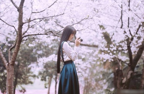 去日本看樱花攻略,去日本看樱花的攻略