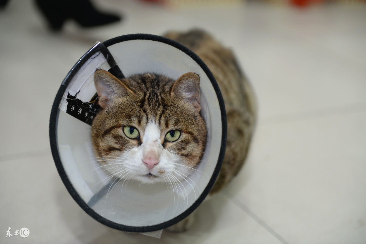 猫咪受伤露出骨头怎么急救,猫咪身上突然出现外伤怎么处理