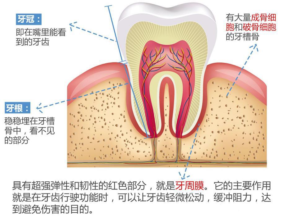 戴牙套为什么要戴橡皮筋要带多久,戴牙套为什么牙齿会长一点
