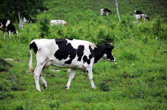 高产奶牛的特征,奶牛的品种与特征