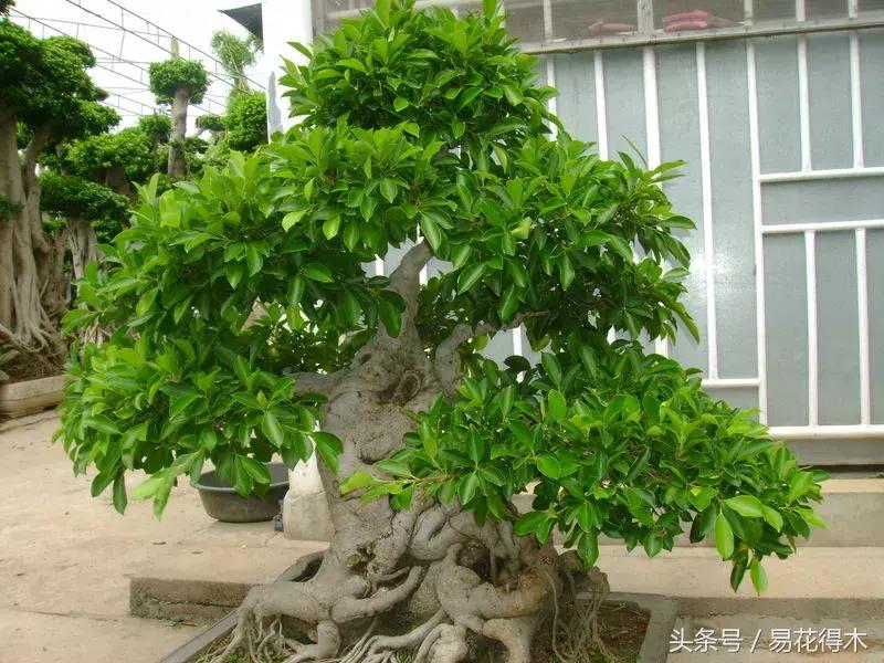 榕树掉叶是什么原因引起的,人参榕树掉叶怎么回事