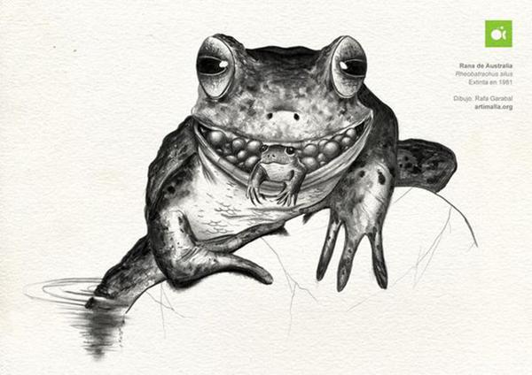 坑爹网红青蛙的沙雕日常,佛系青蛙的日常