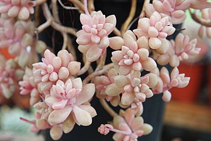 划划手机养养眼，让多肉美拍缓解你的疲劳，静下来明天再出发！