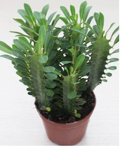 划划手机养养眼，让多肉美拍缓解你的疲劳，静下来明天再出发！