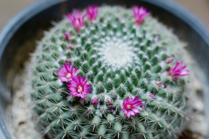 划划手机养养眼，让多肉美拍缓解你的疲劳，静下来明天再出发！