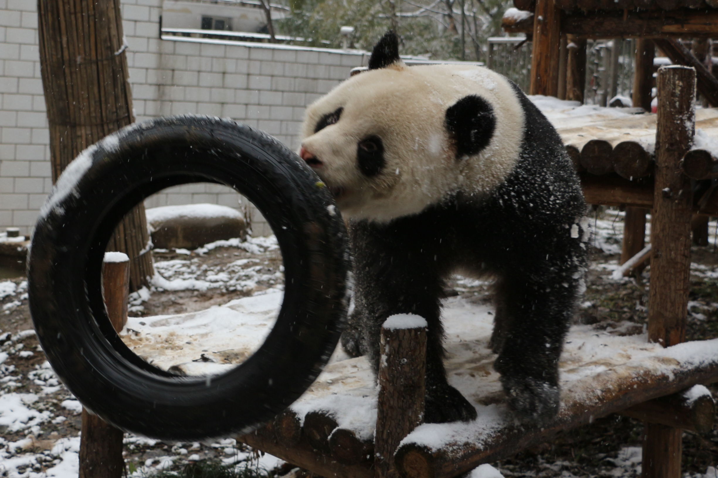 秋高气爽大熊猫户外玩耍萌态十足,大熊猫第一次在雪里玩耍