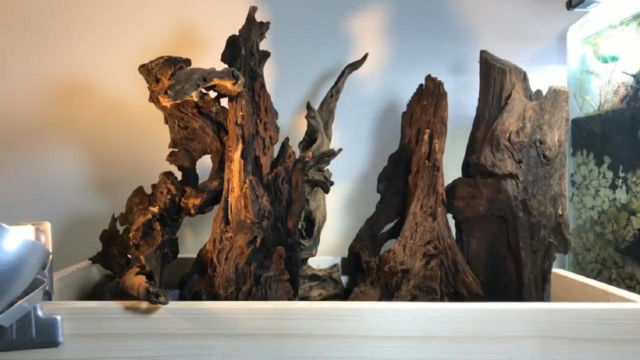 草缸造景维护教程,苔藓造景雨林缸新手