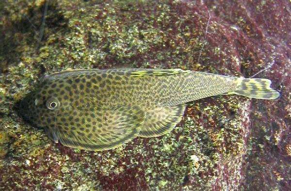 清洁鱼缸吸鳅和清道夫哪个好,如何养好吸鳅