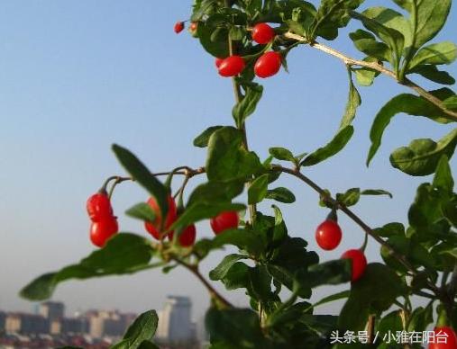 家里栽的枸杞能结果吗,家里栽枸杞树好不好啊