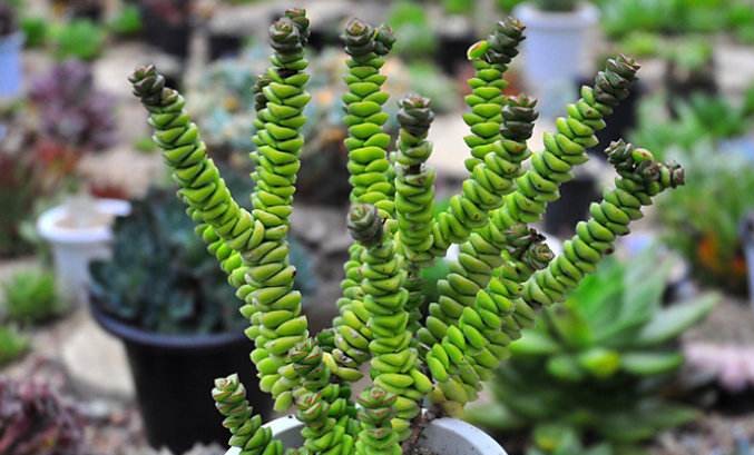 有钱买不到！这才是真正的多肉老桩