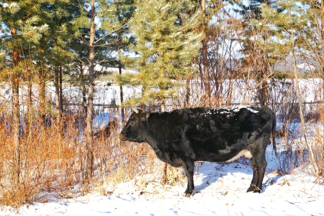 「新年目的地推荐一」金鸡之巅，边境梦雪，一路向北