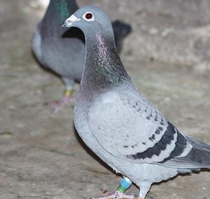 赛鸽的价格是如何制定的？