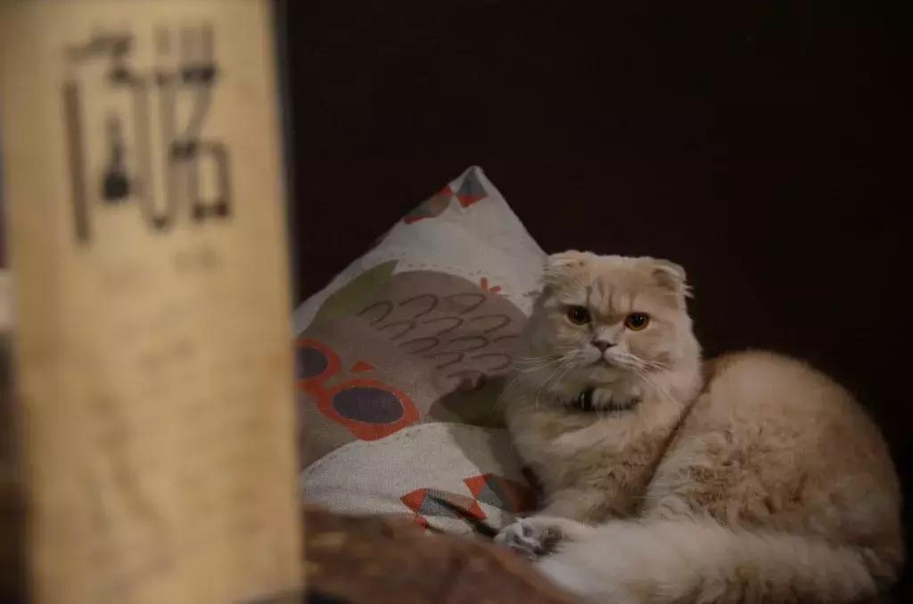 杭州可以撸猫的店,杭州撸猫地方推荐