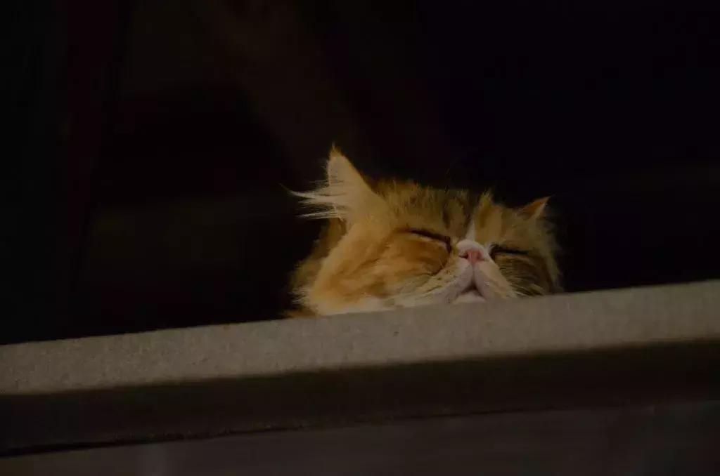 杭州可以撸猫的店,杭州撸猫地方推荐