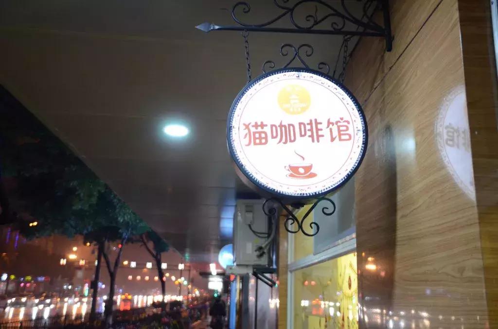 杭州可以撸猫的店,杭州撸猫地方推荐