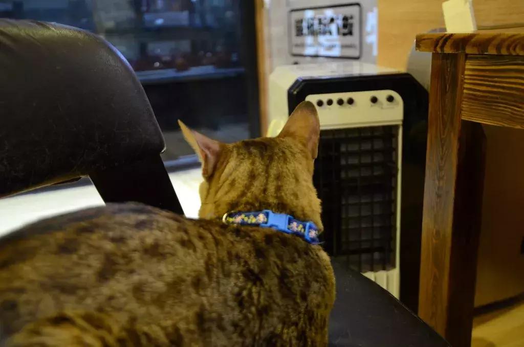 杭州可以撸猫的店,杭州撸猫地方推荐