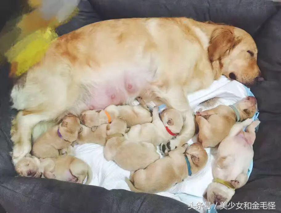 母犬需要注意的问题：难产，如何正确认识、预防和治疗难产呢？