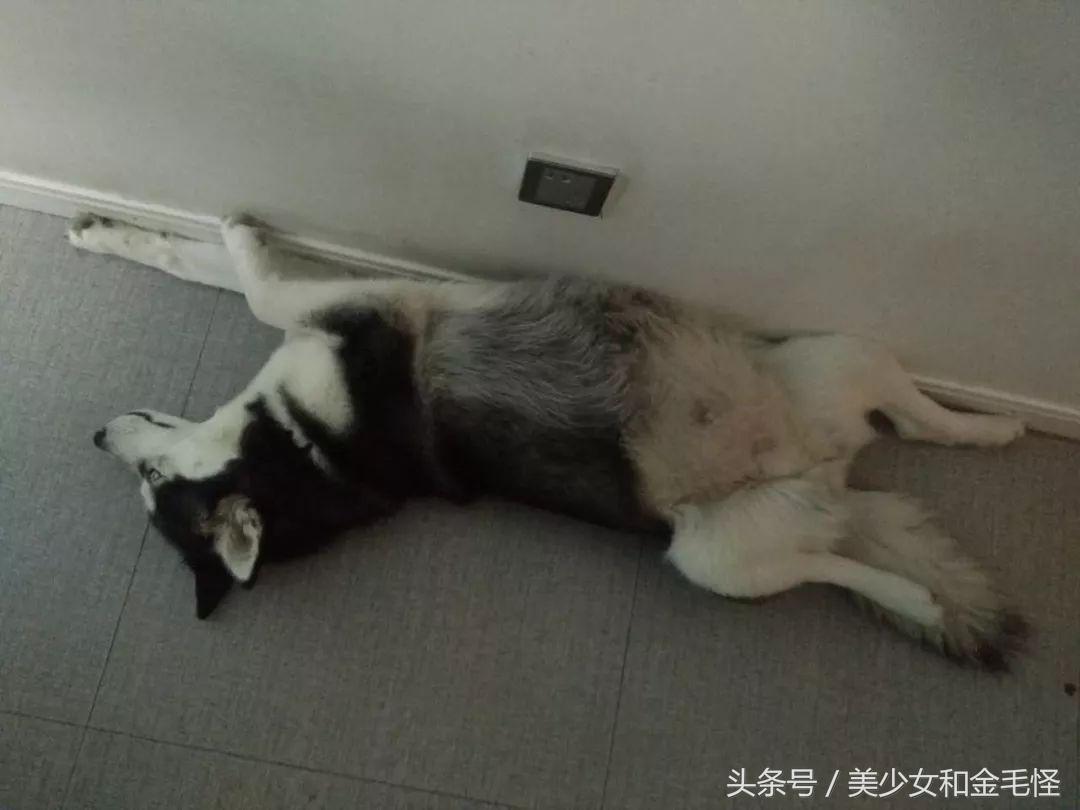 母犬需要注意的问题：难产，如何正确认识、预防和治疗难产呢？