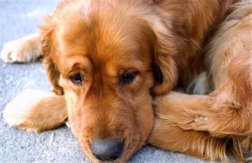 狗狗受伤的最佳治疗方法,狗狗受伤的伤口怎么处理