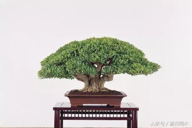 榕树掉叶是什么原因引起的,人参榕树掉叶怎么回事