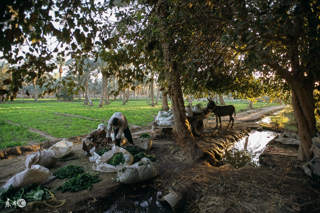 驴有话说系列之七，驴是咋死的？不小心被“环保”，没人养我们了