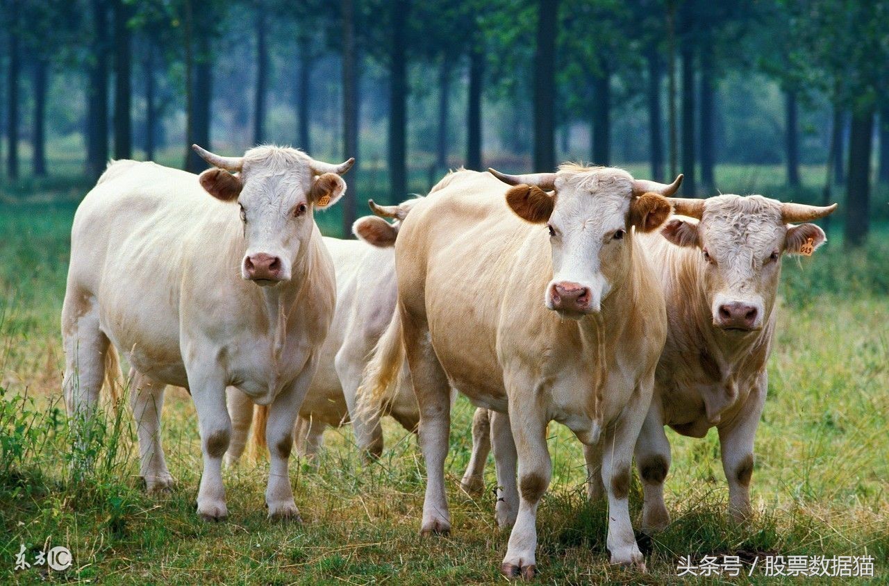 股市慢牛股,慢牛股一览表最新