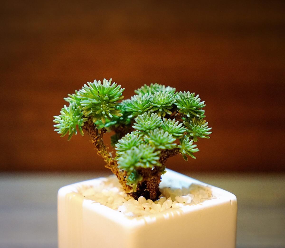 划划手机养养眼，让多肉美拍缓解你的疲劳，静下来明天再出发！