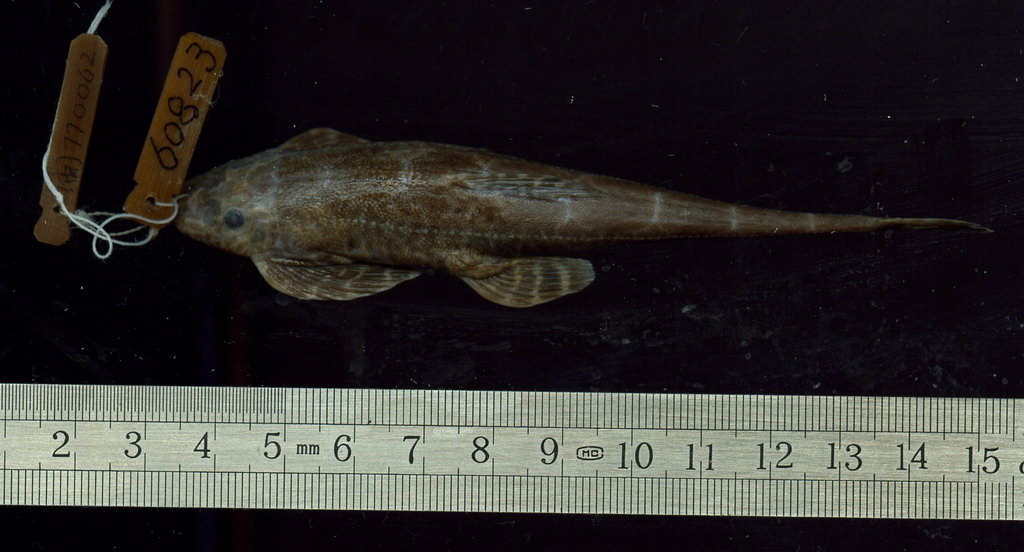 清洁鱼缸吸鳅和清道夫哪个好,如何养好吸鳅