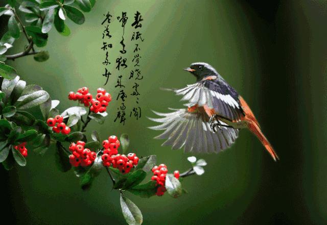 二十不惑三十而立四十五十知天命,关于三十而立四十不惑五十知天命